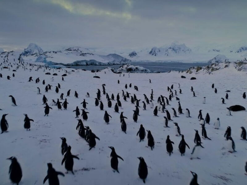 hallmann_film_hero_temp